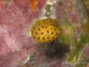 Ostracion cubicus (Yellow Boxfish) - Terrigal Haven