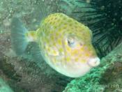 Anoplocapros inermis (Eastern Boxfish) - Terrigal Haven